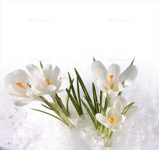 تصویر با کیفیت گل سفید در برف